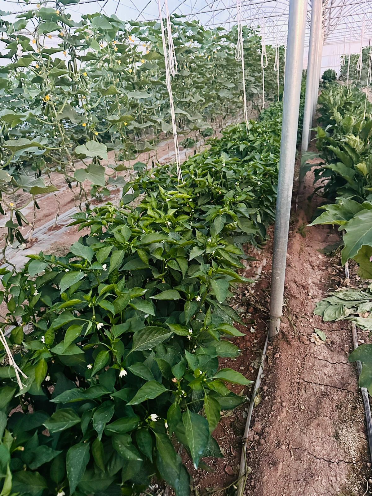 ÇETİN FİDECİLİK VE SERACILIK