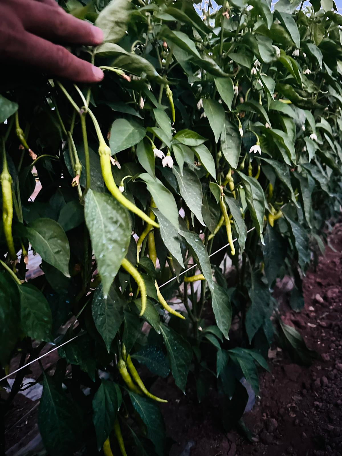 ÇETİN FİDECİLİK VE SERACILIK