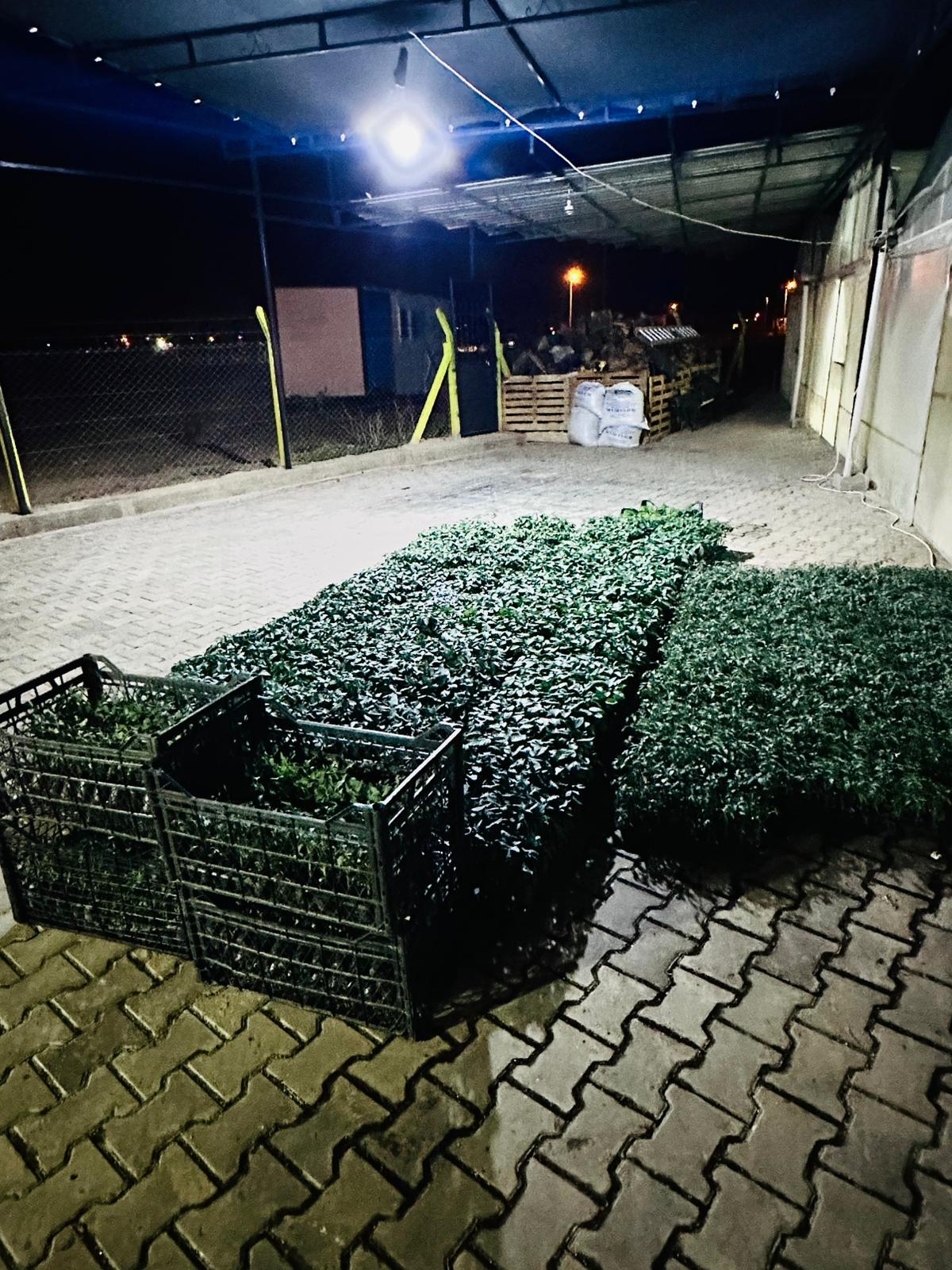 ÇETİN FİDECİLİK VE SERACILIK