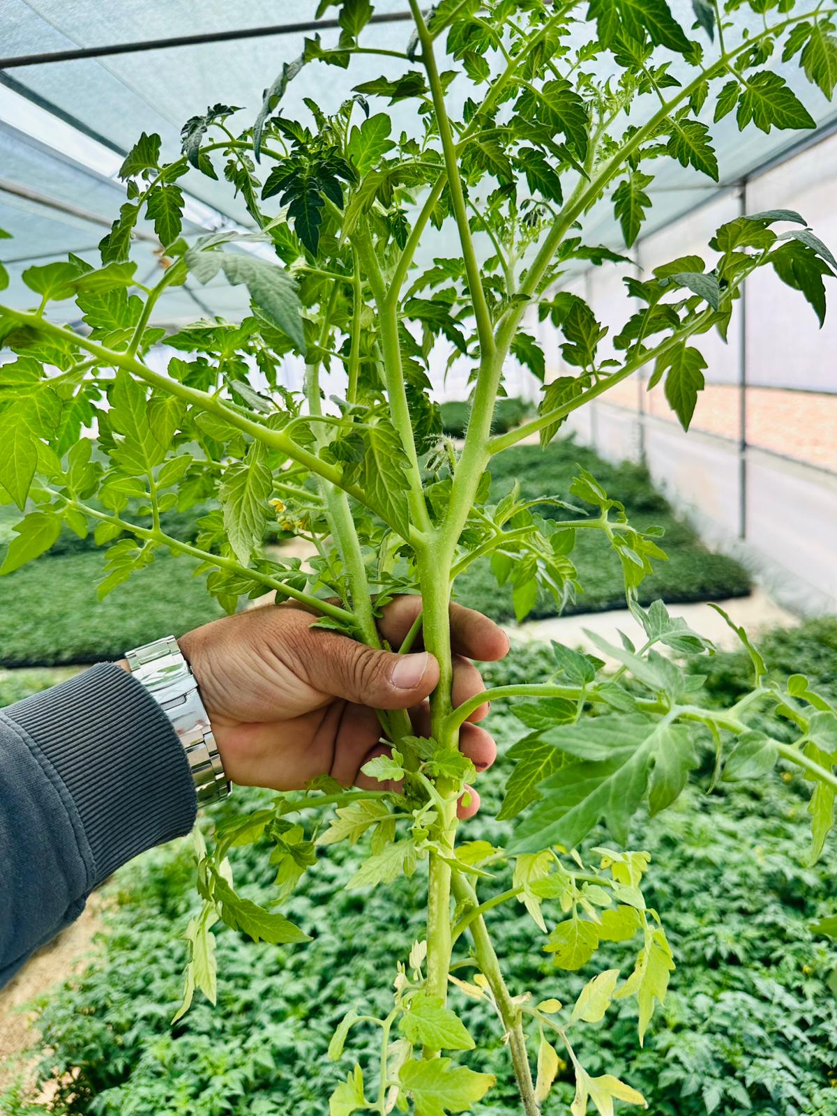 ÇETİN FİDECİLİK VE SERACILIK