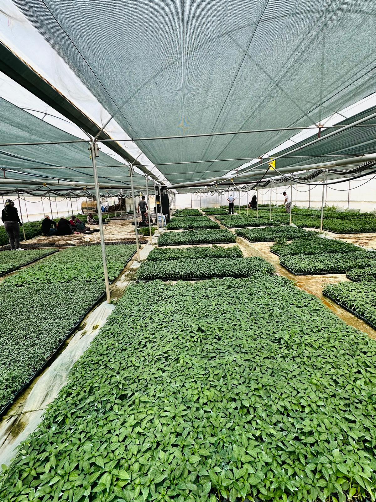 ÇETİN FİDECİLİK VE SERACILIK