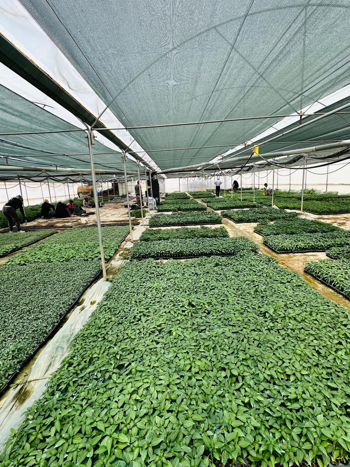 ÇETİN FİDECİLİK VE SERACILIK