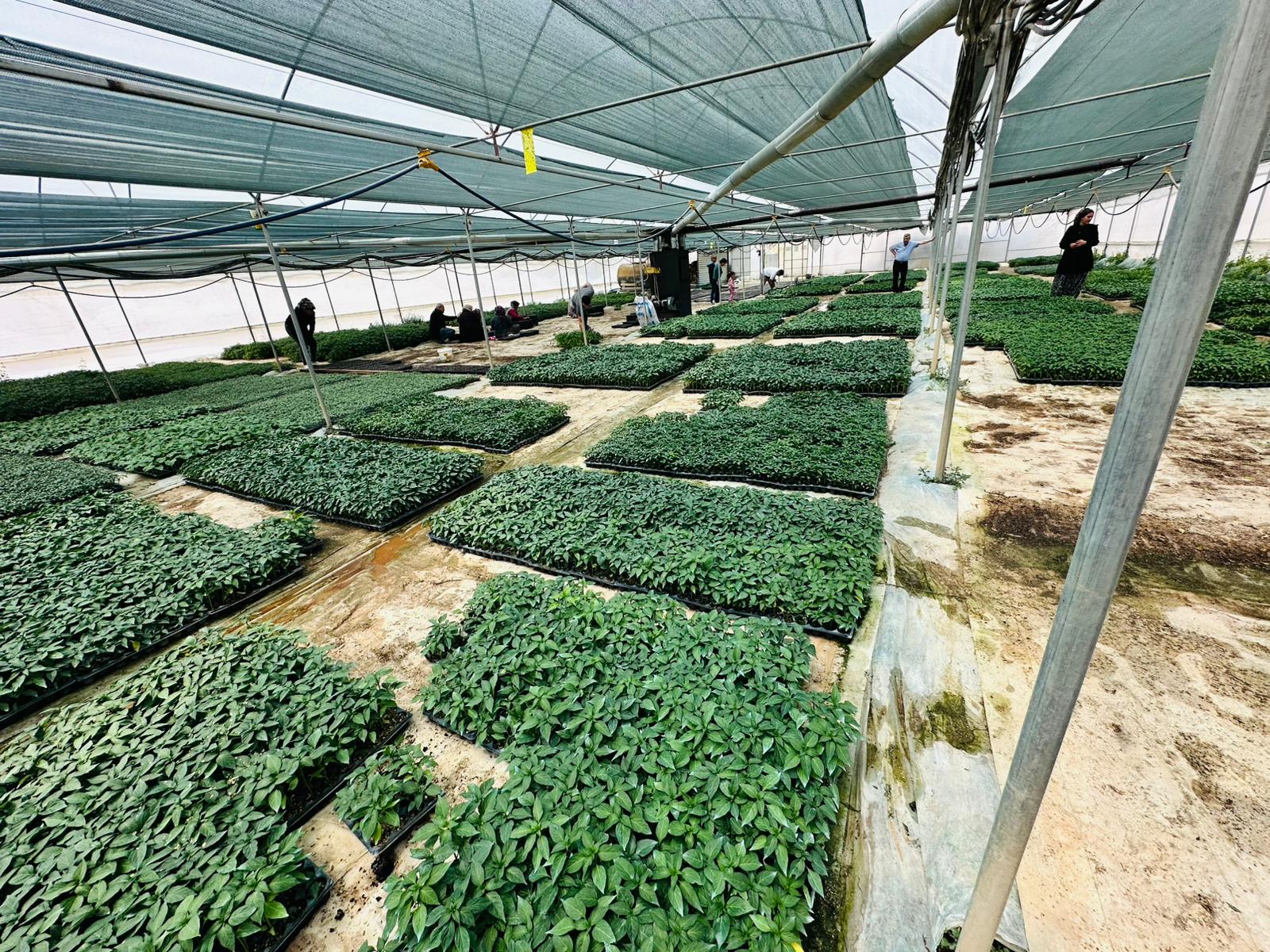 ÇETİN FİDECİLİK VE SERACILIK