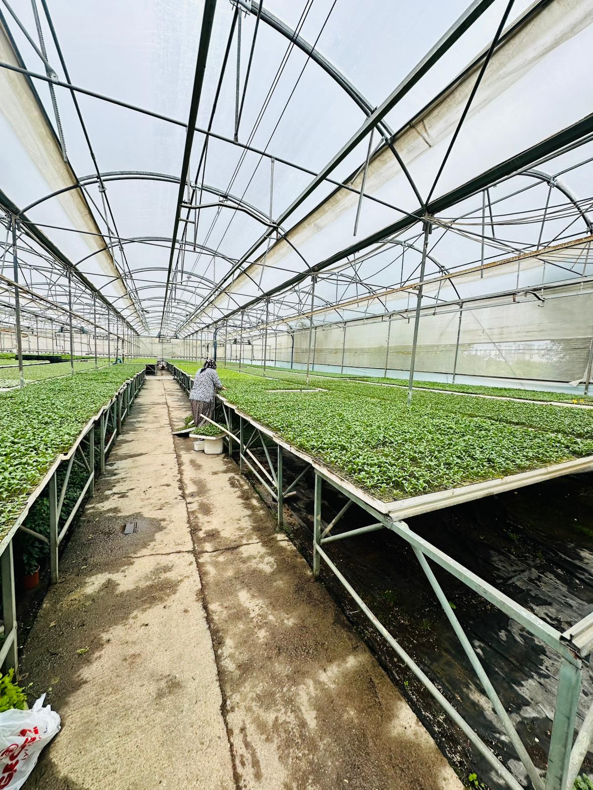 ÇETİN FİDECİLİK VE SERACILIK