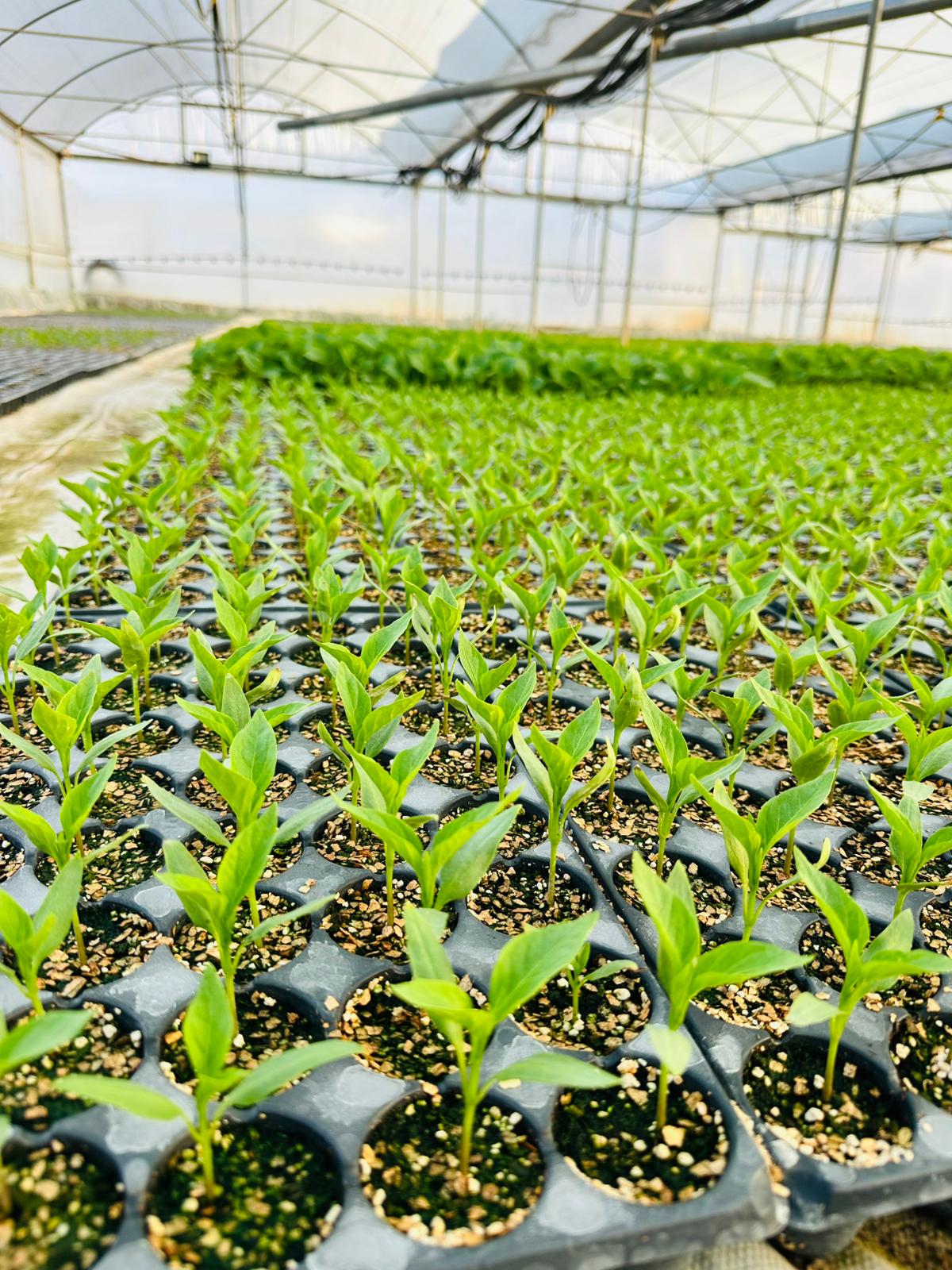 ÇETİN FİDECİLİK VE SERACILIK