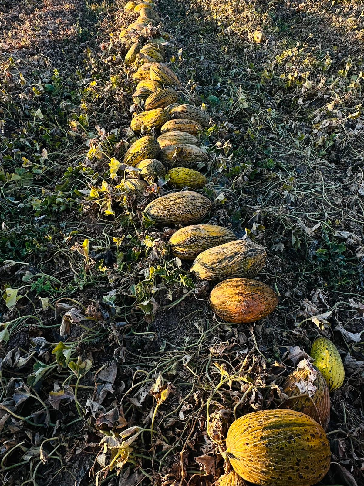 ÇETİN FİDECİLİK VE SERACILIK