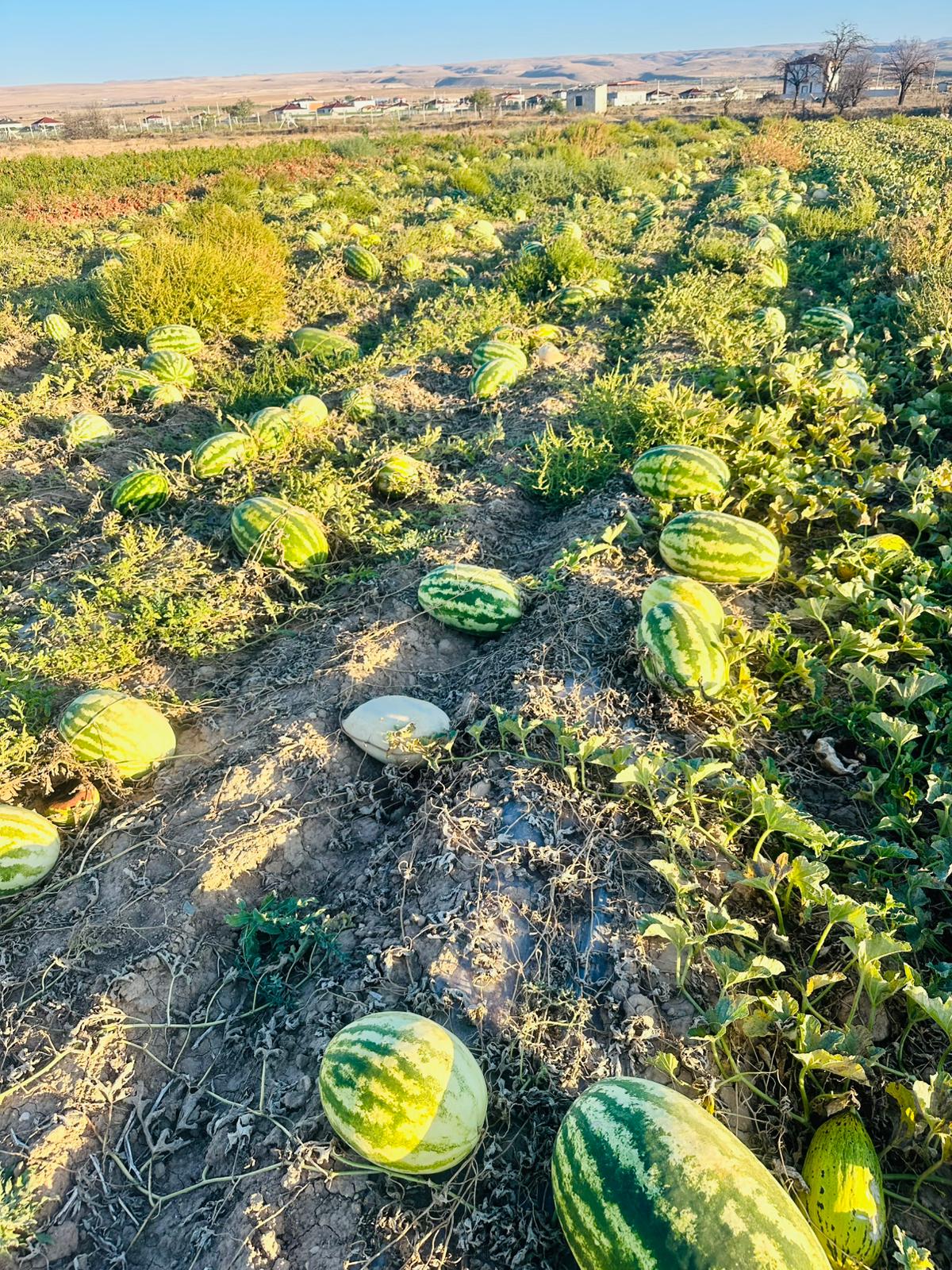 ÇETİN FİDECİLİK VE SERACILIK